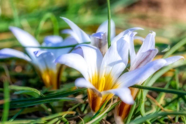 Крупный план красивого цветка лилии с белыми лепестками и зелеными листьями на размытом фоне — стоковое фото