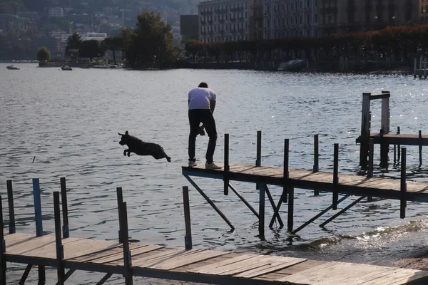 Person står på en brygga medan hans hund hoppar i vattnet vid dagtid — Stockfoto