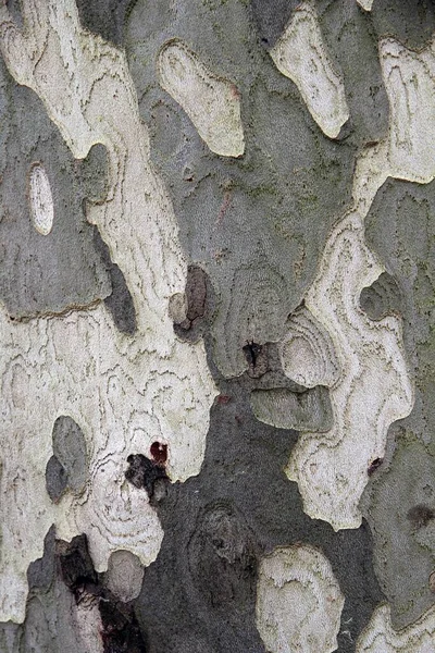 Вертикальный снимок дерева, очищающего кожу — стоковое фото