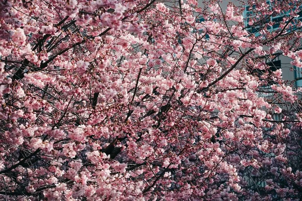 Primer plano selectivo de hermosos árboles de flor de cerezo rosado durante el día — Foto de Stock