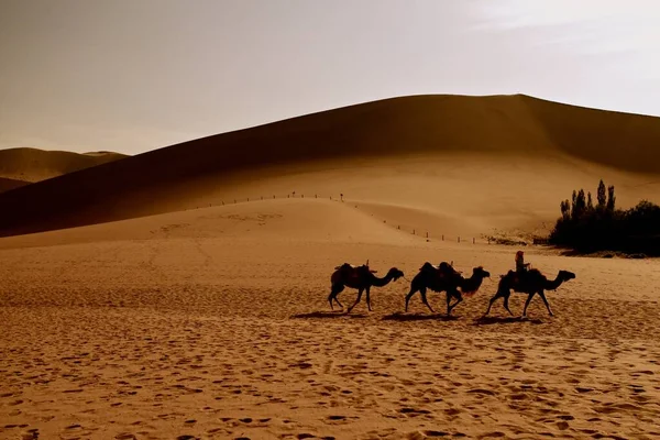 Una Silueta Tres Camellos Una Persona Guiándolos Desierto Cerca Dunhuang — Foto de Stock