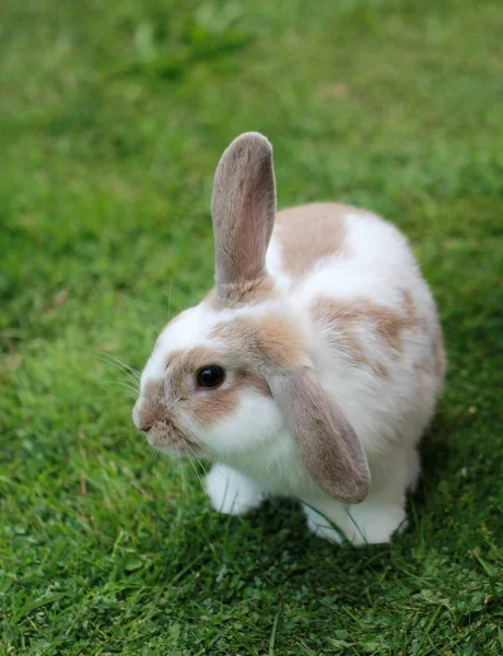 Nahaufnahme eines niedlichen weißen und braunen Kaninchens mit einem Ohr nach oben in einem grünen Feld — Stockfoto