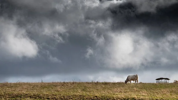 Una Mucca Una Collina Erbosa Asciutta Con Cielo Nuvoloso Sullo — Foto Stock