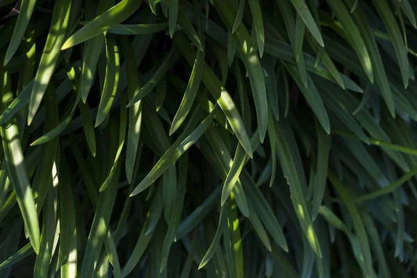 Primer plano de las hojas verdes durante el día —  Fotos de Stock