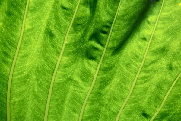 Κοντινό πλάνο ενός πράσινου φόντο φύλλων - ιδανικό για ένα όμορφο φόντο ή ταπετσαρία — Φωτογραφία Αρχείου