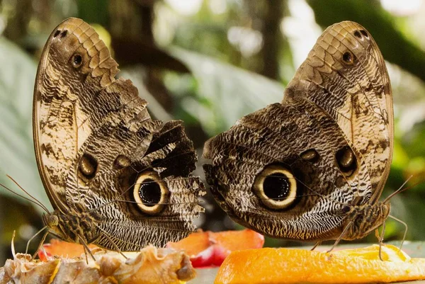 Närbild skott av två vackra fjärilar står nära varandra med en suddig bakgrund — Stockfoto