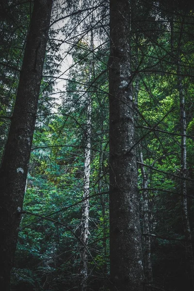 Disparo vertical de bajo ángulo de árboles altos con hojas verdes en el bosque por la noche —  Fotos de Stock