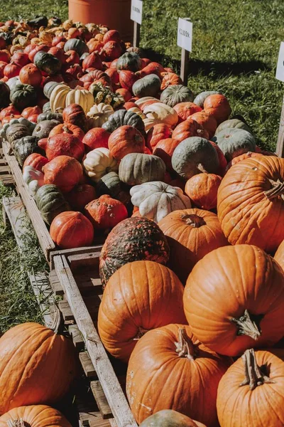 Different colored and shaped pumpkins piled next to each other - Halloween is coming