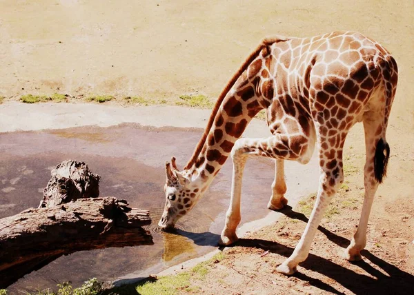 Disparo Horizontal Una Jirafa Bebiendo Agua Recinto Animales Africanos — Foto de Stock