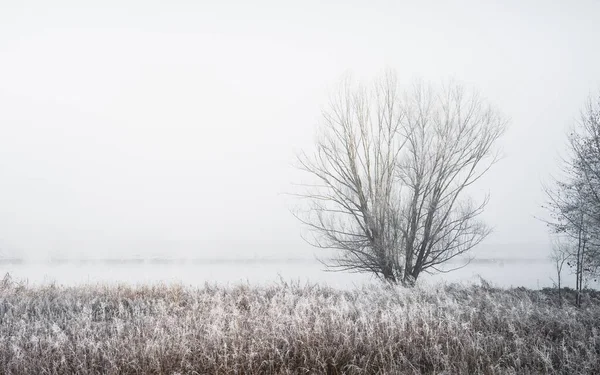 Tiro horizontal de uma árvore sem folhas nua em um campo coberto de neve, envolto em nevoeiro — Fotografia de Stock