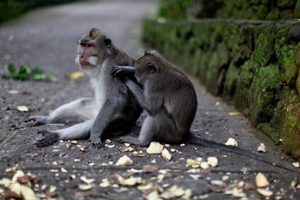 Tembakan horisontal monyet abu-abu bermain bersama di jalan — Stok Foto