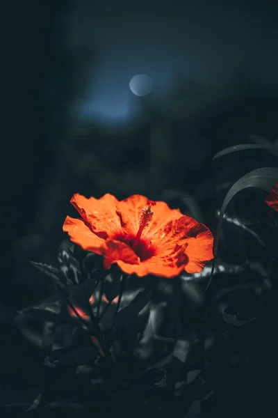 밤에 녹색 잎이 달린 아름다운 붉은 껍질을 가진 꽃의 수직 클로즈업 사진 — 스톡 사진