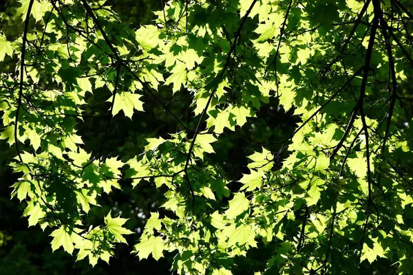 Tiro horizontal de belas folhas de ácer verde na floresta — Fotografia de Stock