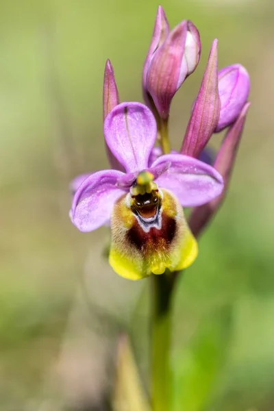 Gros plan concentré d'une belle fleur de pogonia rose à pétales violets aux feuilles vertes — Photo