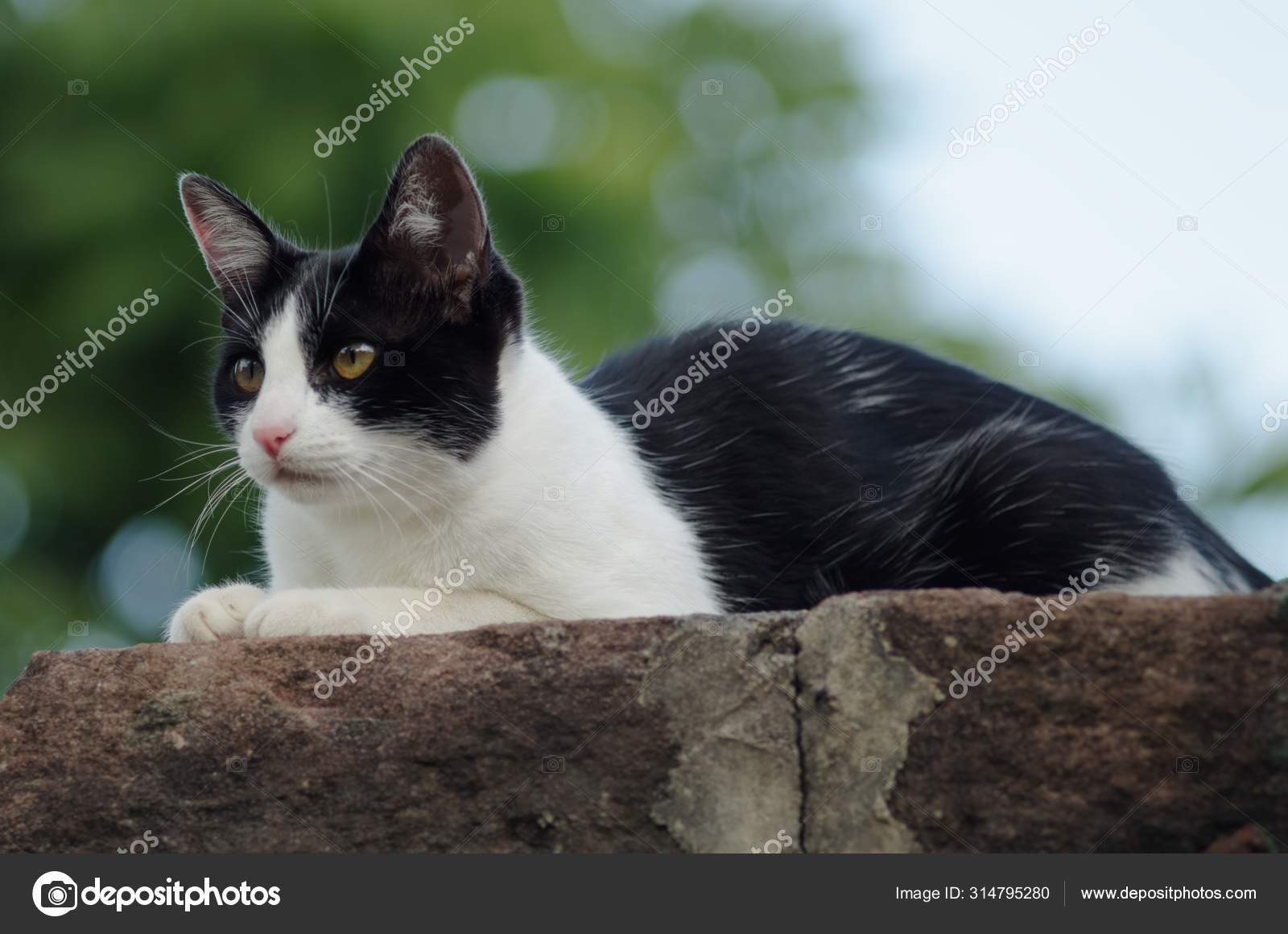 Closeup shot of a cute black and white tuxedo cat lying on a stone