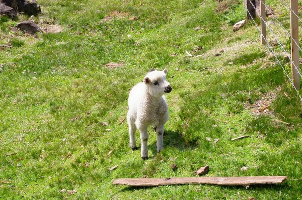 Yeşil tarlada yürüyen sevimli beyaz koyun — Stok fotoğraf