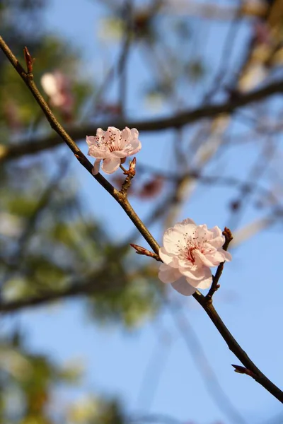 Messa a fuoco verticale superficiale di fiori di ciliegio che fioriscono su un ramo d'albero durante la primavera — Foto Stock