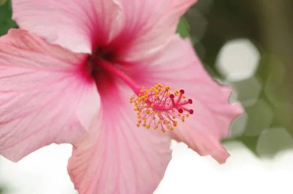 Gros plan de mise au point peu profonde de l'hibiscus hawaïen rose, la fleur de l'État d'Hawaï — Photo