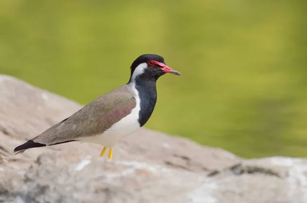Primer plano de un pájaro con un ojo rojo de pie sobre una roca y un fondo borroso —  Fotos de Stock