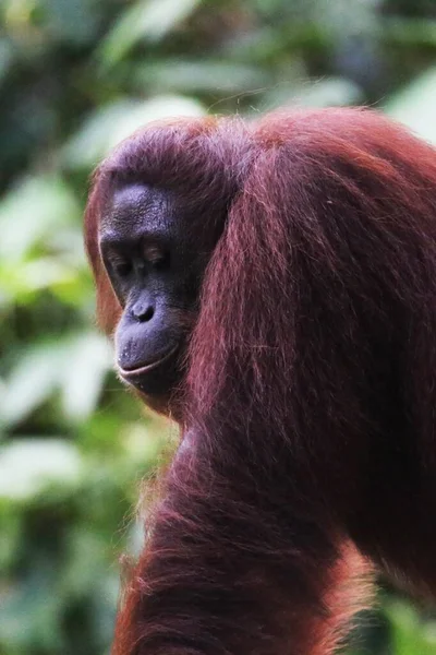 Vertical closeup of an adult red orangutan in a jungle — Stock Photo, Image