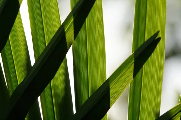 Tiros de uma pequena palmeira Serenoa repens crescendo sob a sombra — Fotografia de Stock