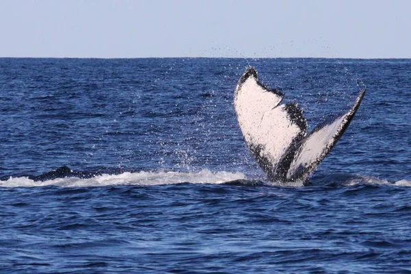 Tiro horizontal de uma bela cauda de baleia em um corpo calmo de água — Fotografia de Stock