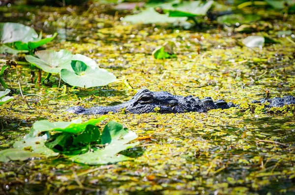 Krokodil beweegt stiekem in een rivier vol bladeren en takken van bomen — Stockfoto