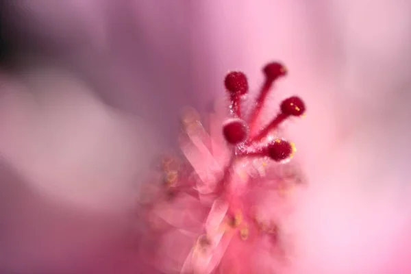 Mělké zaostření záběr růžové květy Rosemallow s světle růžovým pozadím — Stock fotografie