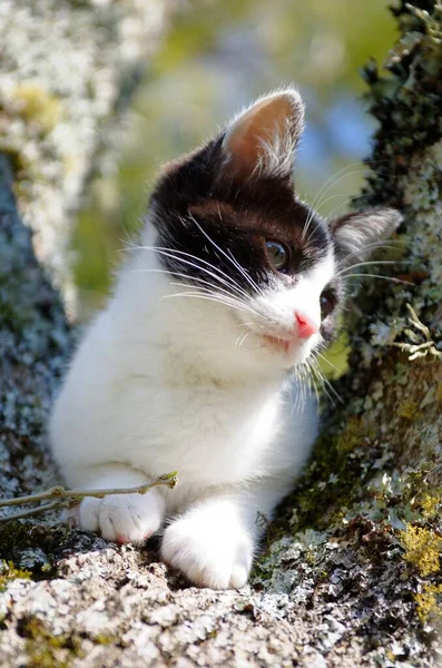 Cute black and white Snowshoe cat sitting on a tree with a calm expression — Stock Photo, Image