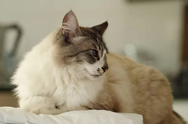 Płytkie ujęcie ostrości słodkiego brytyjskiego kota z półdługimi włosami siedzącego z przebiegłym spojrzeniem na twarzy — Zdjęcie stockowe