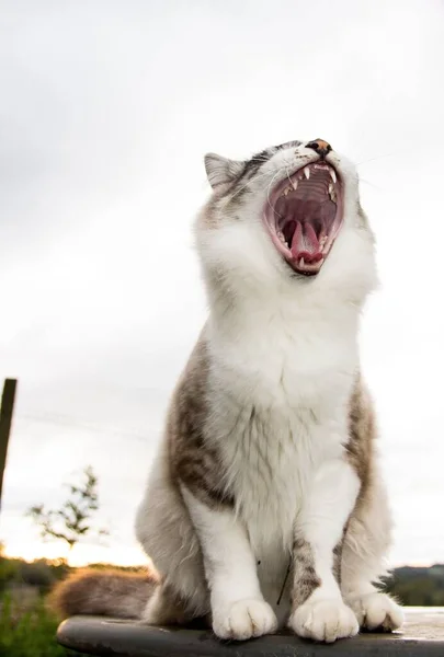 Tiro closeup vertical de um gato branco e cinza bonito bocejando com a boca bem aberta — Fotografia de Stock