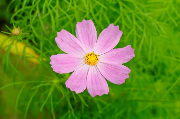 Brillante foto de un Cosmos Bipinnatus rosa creciendo en un campo verde — Foto de Stock