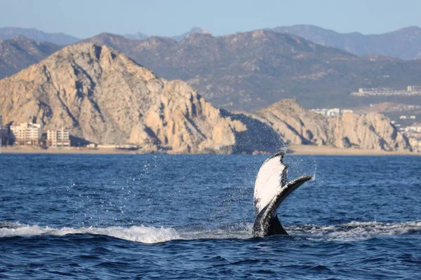 山の街を背景にした青い海の中の美しいクジラの尾の風景. — ストック写真