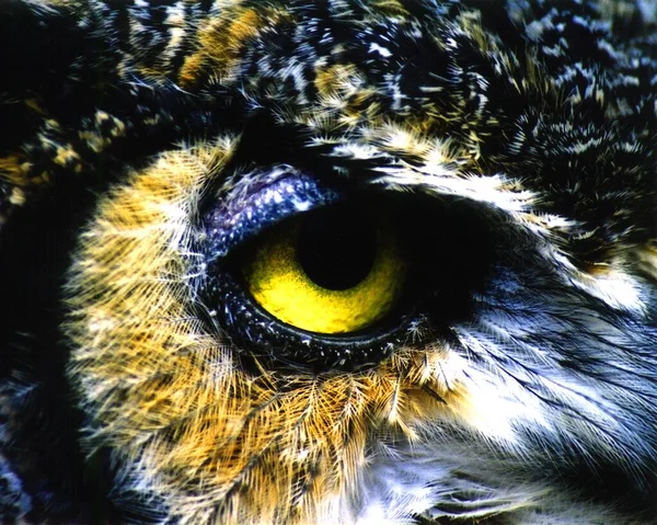 Closeup shot of a great horned owl's yellow eye. Perfect for wild owl depiction. — Stock Photo, Image