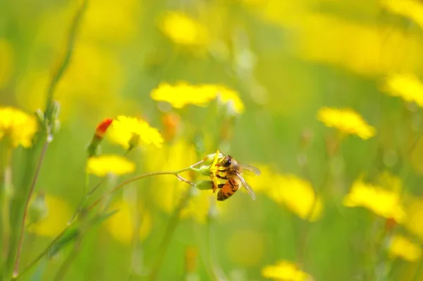 Nahaufnahme flach fokussierte Aufnahme einer Biene, die Nektar von einer gelben Blume auf einem Feld sammelt — Stockfoto