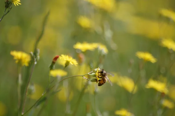 Nahaufnahme flach fokussierte Aufnahme einer Biene, die Nektar von einer gelben Blume auf einem Feld sammelt — Stockfoto