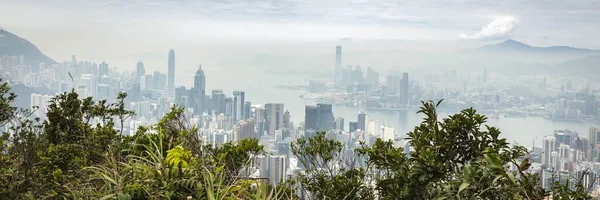 Colpo panoramico di foglie verdi con edifici cittadini in lontananza sotto un cielo nuvoloso — Foto Stock