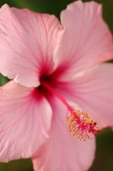 Plan vertical de l'hibiscus hawaïen rose, la fleur d'État d'Hawaï — Photo