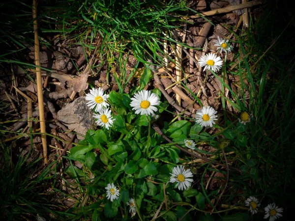 Zbliżenie zdjęcie stokrotki kwiaty w pobliżu zielonych liści — Zdjęcie stockowe