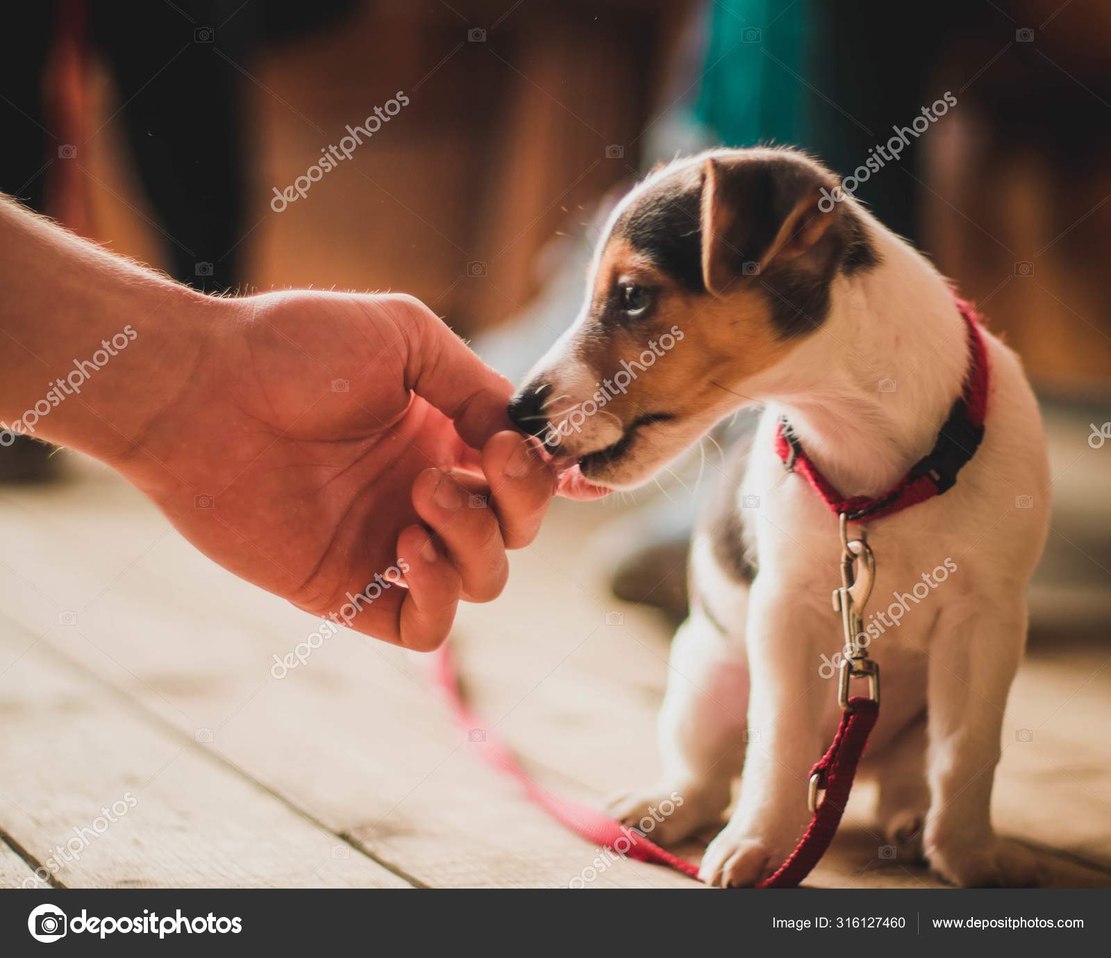 Closeup shot of a male hand touching a cute white puppy with a