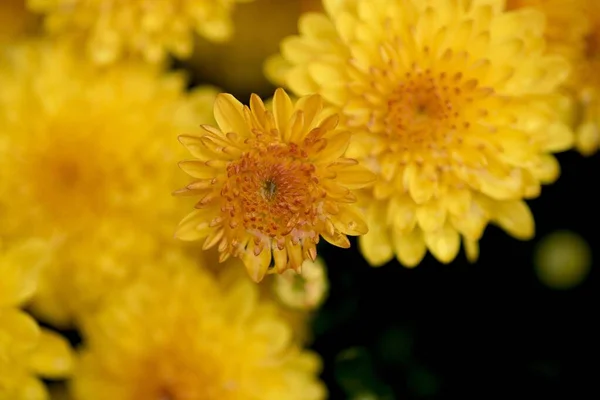 Egy Közeli Felvétel Egy Sárga Virágról Homályos Természetes Háttérrel — Stock Fotó