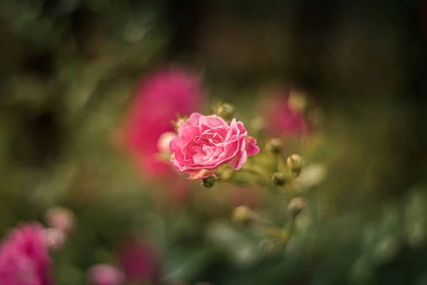 Closeup tiro foco raso de um jardim rosa subiu em uma propriedade verde cheia de outras flores — Fotografia de Stock
