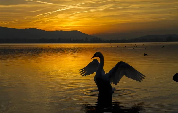 Λευκό υδρόβιο πουλί που κάθεται στη θάλασσα απλώνοντας τα φτερά του στις πλευρές κατά τη διάρκεια ενός μαγευτικού ηλιοβασιλέματος — Φωτογραφία Αρχείου