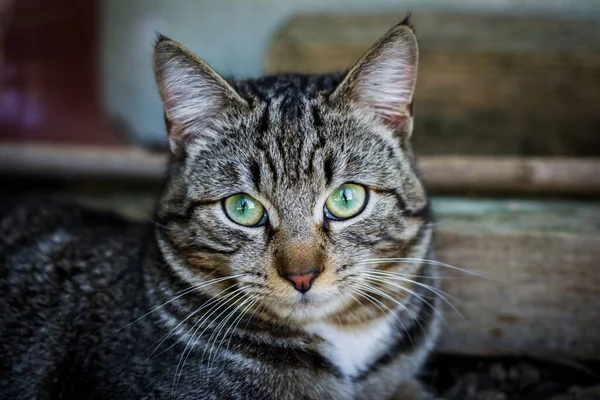 Yeşil gözlü, kısa saçlı, yerli bir kedinin yakın çekim odak noktası. — Stok fotoğraf