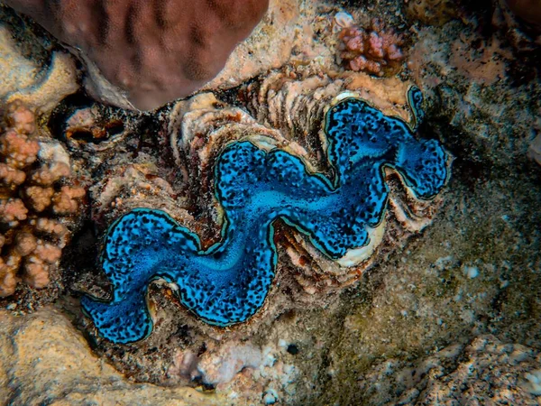 Beau corail bleu au fond de la mer — Photo