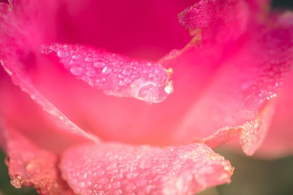 Closeup shot of pink-petaled flower covered with  dewdrops - perfect wallpaper image — Stock Photo, Image