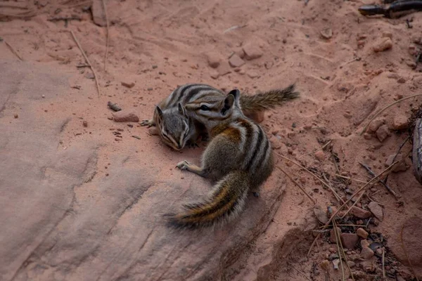 Vackra skott av ett par östra jordekorrar i öknen sand — Stockfoto