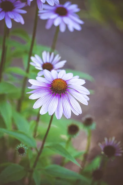 Primer Plano Una Hermosa Flor Blanca Con Fondo Borroso —  Fotos de Stock