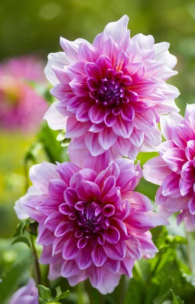 Gros Plan Vertical Une Belle Fleur Dahlia Rose Pétale Avec — Photo