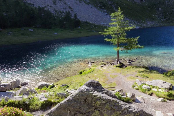 Foto de ángulo alto de hermosos paisajes con un río turquesa y un abeto aislado en la orilla — Foto de Stock